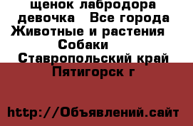 щенок лабродора девочка - Все города Животные и растения » Собаки   . Ставропольский край,Пятигорск г.